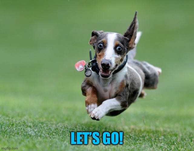 Running dog | LET’S GO! | image tagged in running dog | made w/ Imgflip meme maker