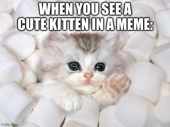 NO, SAVE ME | WHEN YOU SEE A CUTE KITTEN IN A MEME: | image tagged in no save me,kittens,kitten | made w/ Imgflip meme maker