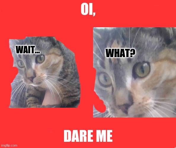 YES | OI, DARE ME | image tagged in wait what cat | made w/ Imgflip meme maker