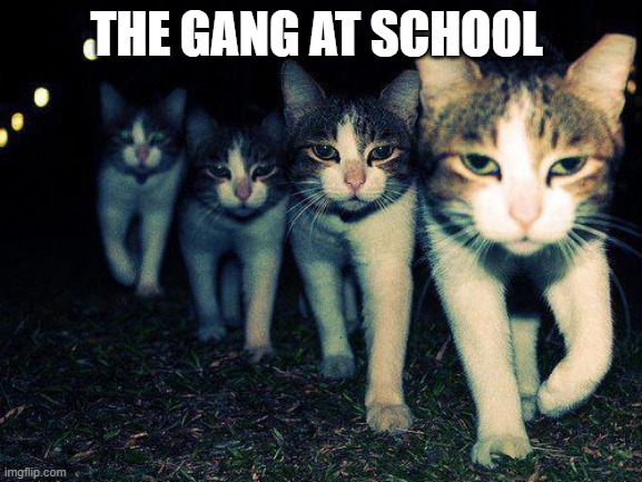 the boys |  THE GANG AT SCHOOL | image tagged in memes,wrong neighboorhood cats | made w/ Imgflip meme maker