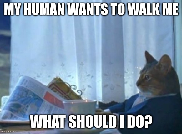 I Should Buy A Boat Cat |  MY HUMAN WANTS TO WALK ME; WHAT SHOULD I DO? | image tagged in memes,i should buy a boat cat | made w/ Imgflip meme maker