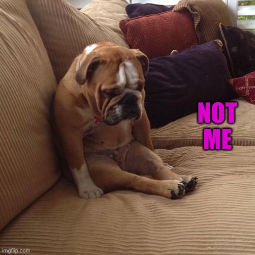 bulldogsad | NOT ME | image tagged in bulldogsad | made w/ Imgflip meme maker