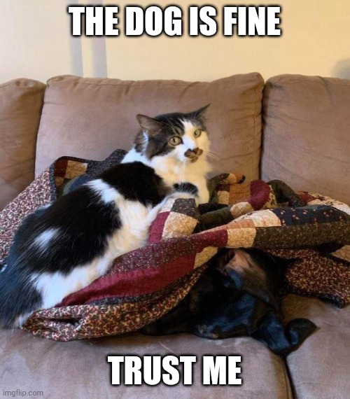 KITTY GONNA KILL THE DOG | THE DOG IS FINE; TRUST ME | image tagged in cats,funny cats,dog | made w/ Imgflip meme maker
