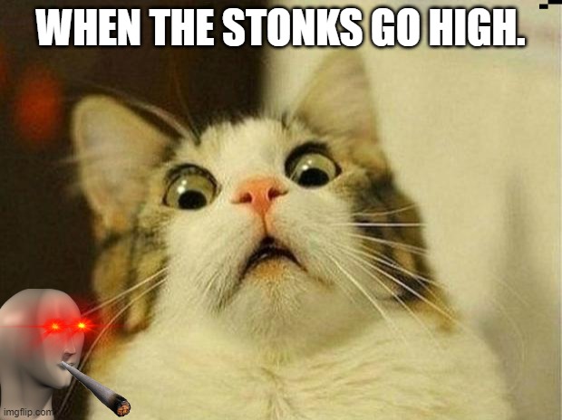 Scared Cat Meme | WHEN THE STONKS GO HIGH. | image tagged in memes,scared cat | made w/ Imgflip meme maker