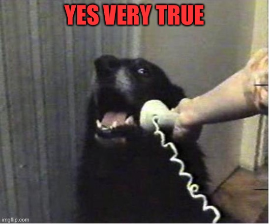 Yes this is dog | YES VERY TRUE | image tagged in yes this is dog | made w/ Imgflip meme maker