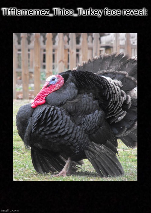 Tifflamemez_Thicc_Turkey face reveal: | Tifflamemez_Thicc_Turkey face reveal: | image tagged in plain black template,black,turkey,face reveal,memes,meme | made w/ Imgflip meme maker