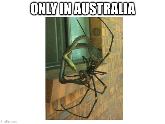 Only in Australia! | ONLY IN AUSTRALIA | image tagged in blank white template | made w/ Imgflip meme maker