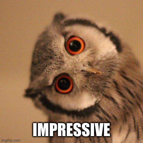 inquisitve owl | IMPRESSIVE | image tagged in inquisitve owl | made w/ Imgflip meme maker