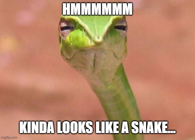 Skeptical snake | HMMMMMM KINDA LOOKS LIKE A SNAKE... | image tagged in skeptical snake | made w/ Imgflip meme maker