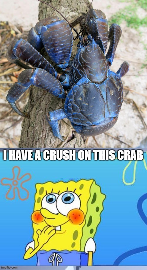 coconut crab is sexy | made w/ Imgflip meme maker