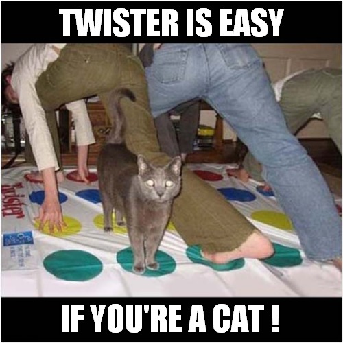 The Games People Play ! | TWISTER IS EASY; IF YOU'RE A CAT ! | image tagged in cats,twister | made w/ Imgflip meme maker