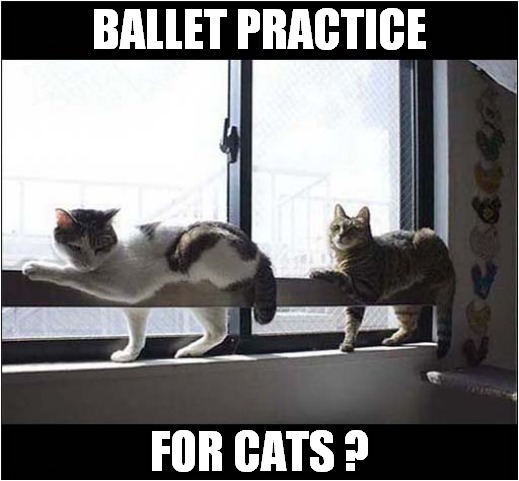 What's Going On Here ? | BALLET PRACTICE; FOR CATS ? | image tagged in cats,ballet,barre | made w/ Imgflip meme maker