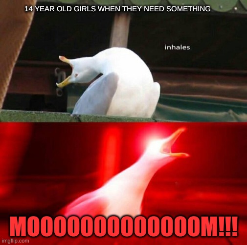 "MOOOOOOM, I NEED A TOWEL!!" | 14 YEAR OLD GIRLS WHEN THEY NEED SOMETHING; MOOOOOOOOOOOOOM!!! | image tagged in inhaling seagull,screaming,funny | made w/ Imgflip meme maker