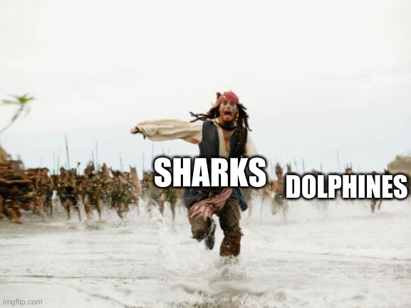 Jack Sparrow Being Chased | DOLPHINS; SHARKS | image tagged in memes,jack sparrow being chased | made w/ Imgflip meme maker