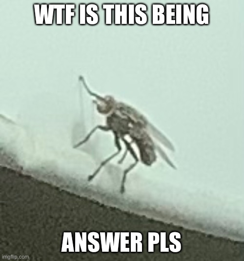 I need to remove it | WTF IS THIS BEING; ANSWER PLS | made w/ Imgflip meme maker