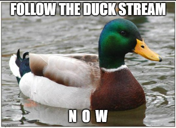 Link in comments | FOLLOW THE DUCK STREAM; N  O  W | image tagged in memes,actual advice mallard | made w/ Imgflip meme maker