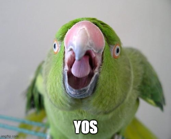 Parrot | YOS | image tagged in parrot | made w/ Imgflip meme maker