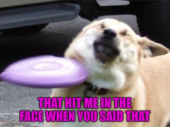 Dog hit by frisbee | THAT HIT ME IN THE FACE WHEN YOU SAID THAT | image tagged in dog hit by frisbee | made w/ Imgflip meme maker