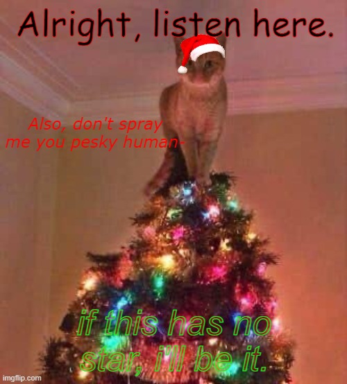 ay | Alright, listen here. Also, don't spray me you pesky human-; if this has no star, i'll be it. | image tagged in cat,chirstmas | made w/ Imgflip meme maker