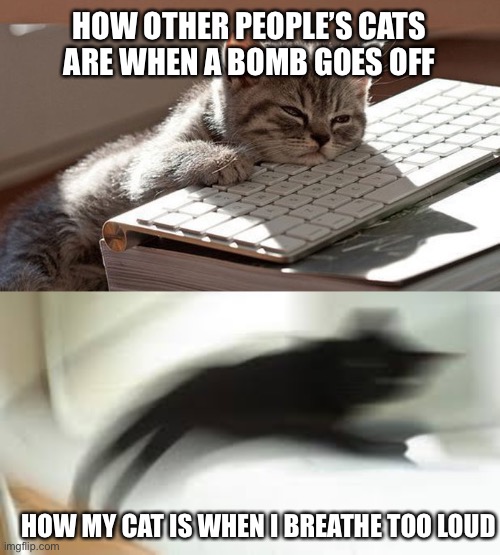 My cat is actually scared of me when I breathe too loud lol | HOW OTHER PEOPLE’S CATS ARE WHEN A BOMB GOES OFF; HOW MY CAT IS WHEN I BREATHE TOO LOUD | image tagged in sleeping cat,scared cat,funny,relatable | made w/ Imgflip meme maker