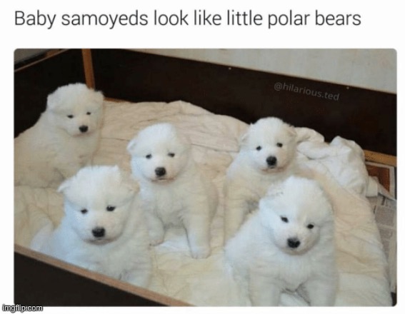 And fluffy too! :O | made w/ Imgflip meme maker