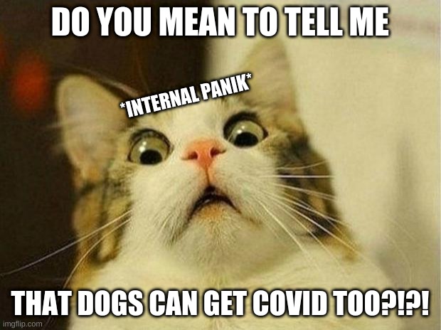 my first cat meme, hooray | DO YOU MEAN TO TELL ME; *INTERNAL PANIK*; THAT DOGS CAN GET COVID TOO?!?! | image tagged in memes,scared cat | made w/ Imgflip meme maker