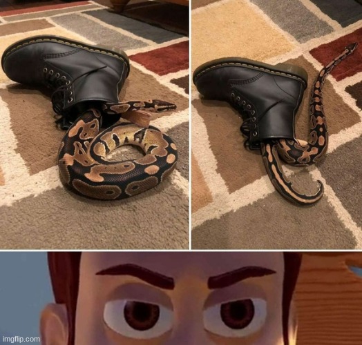 Der's a snake in muh boot. | image tagged in im gonna stop posting in the msmg for a while,because every meme i submit gets overwritten,with other memes people are posting | made w/ Imgflip meme maker