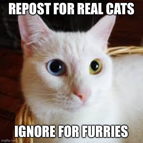 REPOST FOR REAL CATS; IGNORE FOR FURRIES | made w/ Imgflip meme maker
