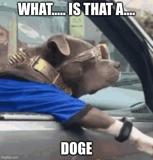 DOGEE DOGS | WHAT..... IS THAT A.... DOGE | image tagged in dog,doge,car,funny,lol,meme | made w/ Imgflip meme maker