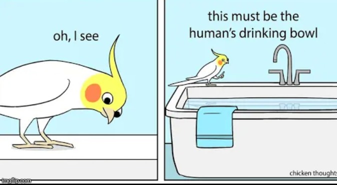 A bird's thoughts | image tagged in comics/cartoons | made w/ Imgflip meme maker
