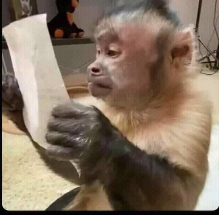 Small Monkey Looking At Big Monkey Reading A Piece of Paper Meme Template