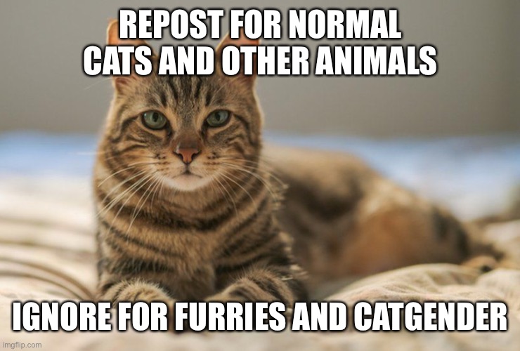 REPOST FOR NORMAL CATS AND OTHER ANIMALS; IGNORE FOR FURRIES AND CATGENDER | made w/ Imgflip meme maker
