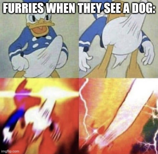 Furries have to be stopped I can tolerate many things but furries aren't one of them | FURRIES WHEN THEY SEE A DOG: | image tagged in donald duck erection | made w/ Imgflip meme maker