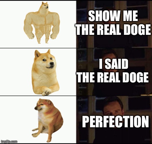 show me the real | SHOW ME THE REAL DOGE; I SAID THE REAL DOGE; PERFECTION | image tagged in show me the real | made w/ Imgflip meme maker
