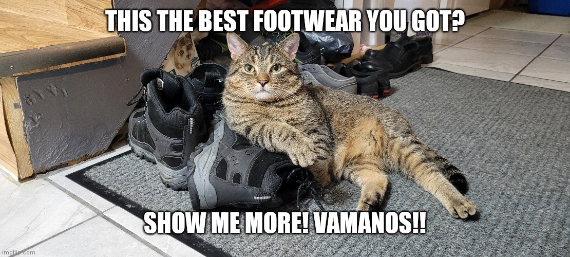 Show me more | THIS THE BEST FOOTWEAR YOU GOT? SHOW ME MORE! VAMANOS!! | image tagged in lolcats | made w/ Imgflip meme maker
