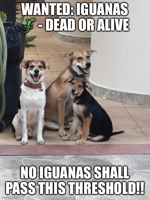 Dog Pack | WANTED: IGUANAS 🦎 - DEAD OR ALIVE; NO IGUANAS SHALL PASS THIS THRESHOLD!! | image tagged in dog pack | made w/ Imgflip meme maker