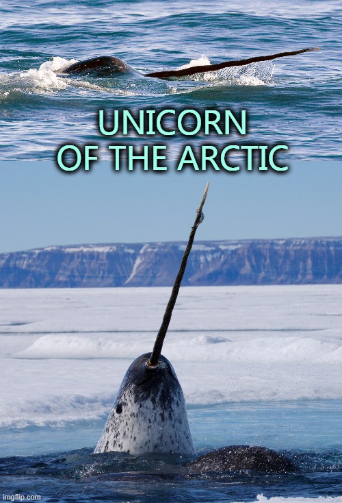 Looks like a creature from a far away planet |  UNICORN OF THE ARCTIC | image tagged in sea life,arctic,unicorn | made w/ Imgflip meme maker