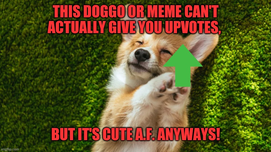 Yet another Upvote Doggo | THIS DOGGO OR MEME CAN'T ACTUALLY GIVE YOU UPVOTES, BUT IT'S CUTE A.F. ANYWAYS! | image tagged in upvote doggo,upvote begging,upvote if you agree,downvote fairy,freiza i'll ignore that | made w/ Imgflip meme maker