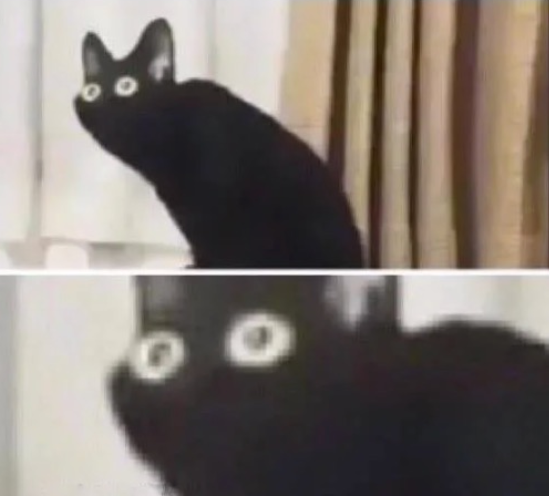 Oh no black cat Blank Meme Template