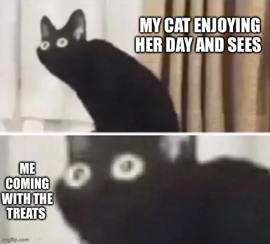 All cats are like this | image tagged in cats | made w/ Imgflip meme maker