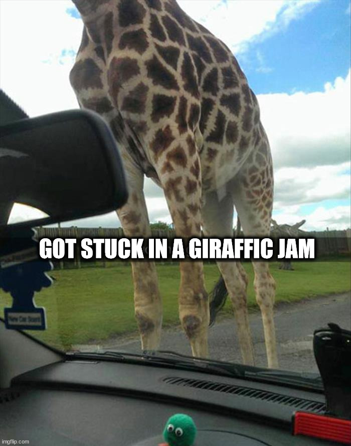 GOT STUCK IN A GIRAFFIC JAM | image tagged in eye roll | made w/ Imgflip meme maker