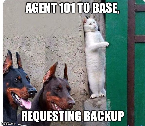 Hidden cat |  AGENT 101 TO BASE, REQUESTING BACKUP | image tagged in hidden cat | made w/ Imgflip meme maker