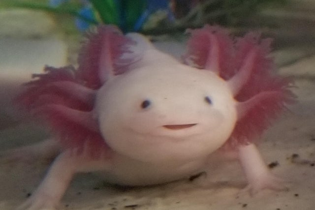 confused axolotl Blank Meme Template