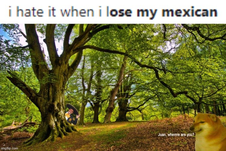 cheems lost his mexican | image tagged in google search,cheems,mexican,not racist | made w/ Imgflip meme maker