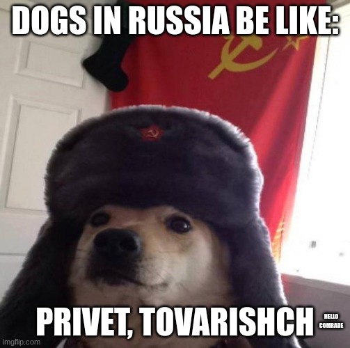 Russian Doge | DOGS IN RUSSIA BE LIKE:; PRIVET, TOVARISHCH; HELLO COMRADE | image tagged in russian doge | made w/ Imgflip meme maker