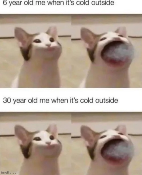 image tagged in memes,pop cat,snow | made w/ Imgflip meme maker