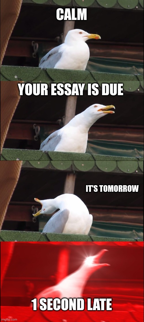 how old | CALM; YOUR ESSAY IS DUE; IT'S TOMORROW; 1 SECOND LATE | image tagged in memes,inhaling seagull | made w/ Imgflip meme maker