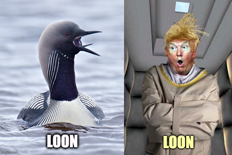LOON; LOON | image tagged in trump,lunatic,crazy,nuts,insane,jerk | made w/ Imgflip meme maker