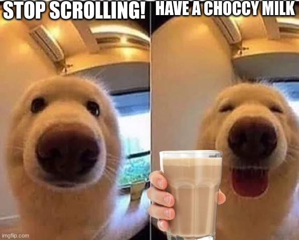 -creative title under construction- | STOP SCROLLING! HAVE A CHOCCY MILK | image tagged in wholesome doggo | made w/ Imgflip meme maker