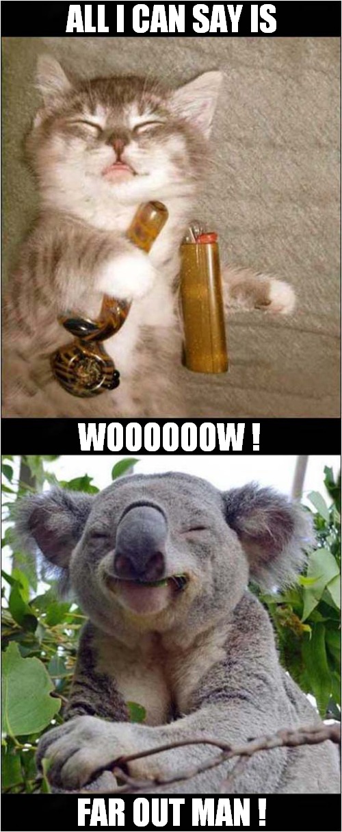 That Cat Is High ! | ALL I CAN SAY IS; WOOOOOOW ! FAR OUT MAN ! | image tagged in cats,koala,don't do drugs | made w/ Imgflip meme maker